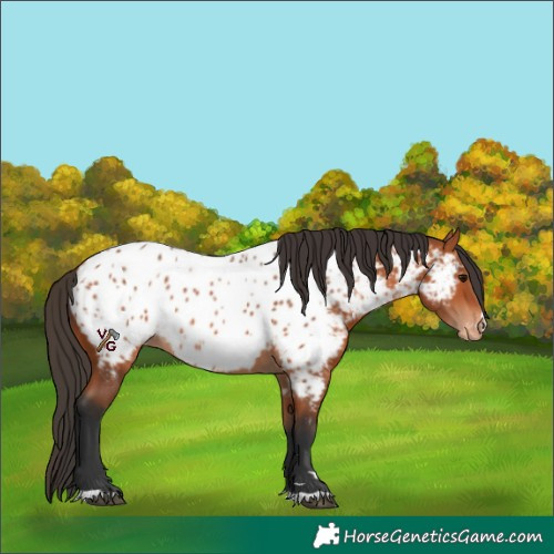 Horse Color:Bay Appaloosa 