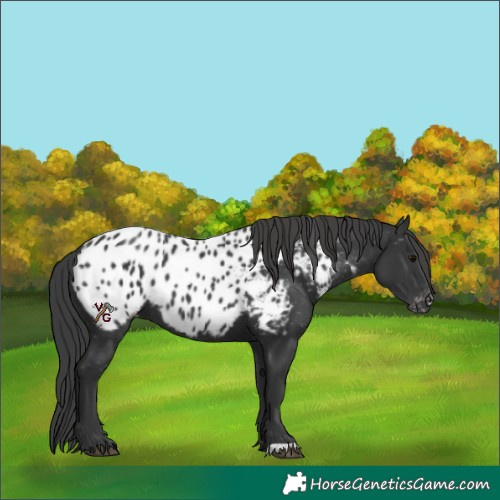 Horse Color:Black Appaloosa 