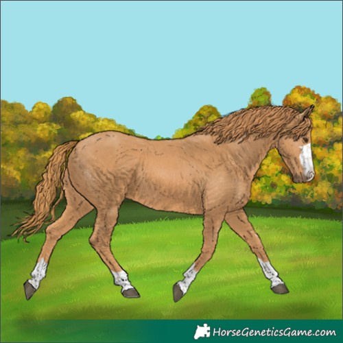 Horse Color:Chestnut 