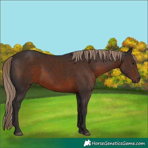 Horse Color:Liver Chestnut 