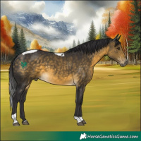 Horse Color:Buckskin Tobiano