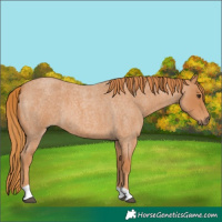 Horse Color:Red Roan Tobiano 