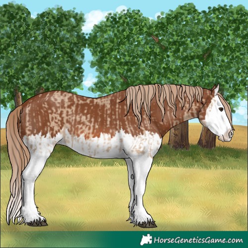 Horse Color:Red Dun Splash  and Chestnut Splash 