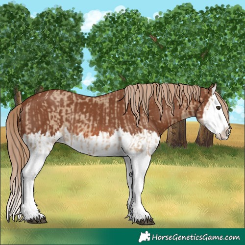 Horse Color:Red Dun Splash and Chestnut Splash