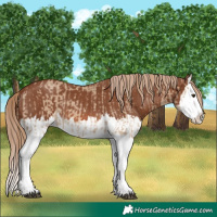 Horse Color:Red Dun Splash  and Chestnut Splash 
