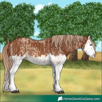 Horse Color:Red Dun Splash  and Chestnut Splash 
