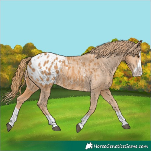 Horse Color:Chestnut Splash Appaloosa 