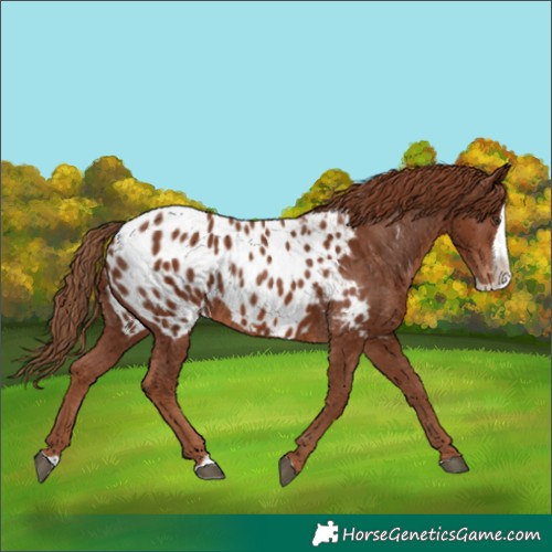 Horse Color:Chestnut Splash Near Leopard 