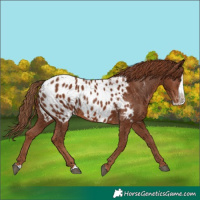 Horse Color:Chestnut Splash Appaloosa 