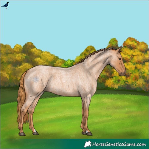 Horse Color:Red Roan 
