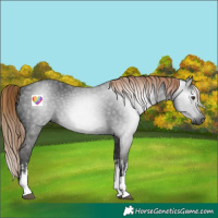Horse Color:Gray White Spotted Liver Chestnut 