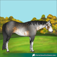 Horse Color:Gray White Spotted Buckskin 