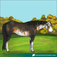 Horse Color:Gray White Spotted Buckskin 