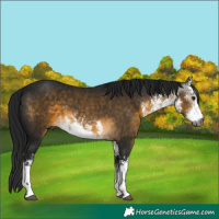 Horse Color:Gray White Spotted Buckskin