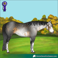 Horse Color:Gray White Spotted Buckskin