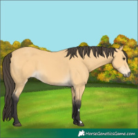 Horse Color:Buckskin 