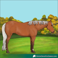 Horse Color:Silver Bay 