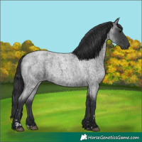 Horse Color:Blue Roan 