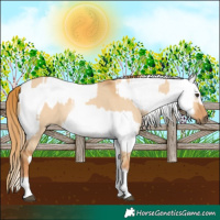 Horse Color:White Spotted Red Dun Rabicano  and White Spotted Red Dun Rabicano 