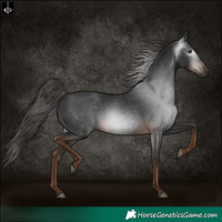 Horse Color:Gray White Spotted Liver Chestnut 