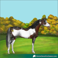 Horse Color:Brown Sabino Frame 