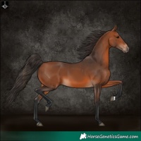 Horse Color:Bay 