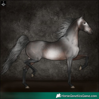 Horse Color:Gray White Spotted Bay 