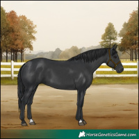 Horse Color:Black 