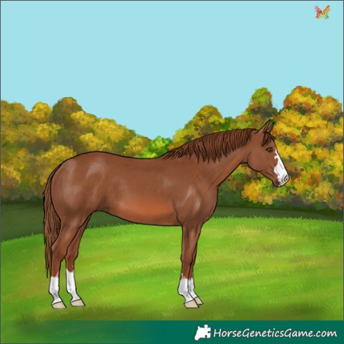 Horse Color:Chestnut 