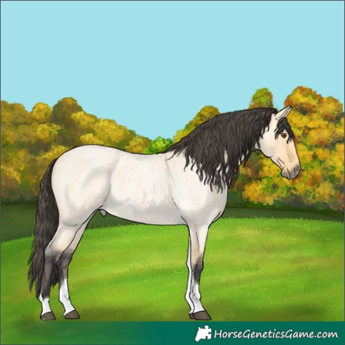 Horse Color:Buckskin Roan Dun Tobiano