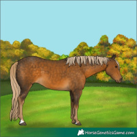 Horse Color:Chocolate Palomino