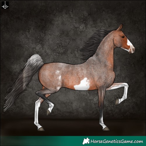 Horse Color:White Spotted Bay Roan Frame 