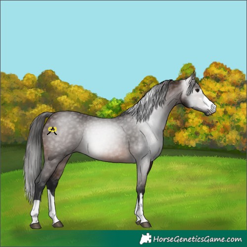 Horse Color:Gray Bay 