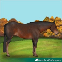 Horse Color:Liver Chestnut