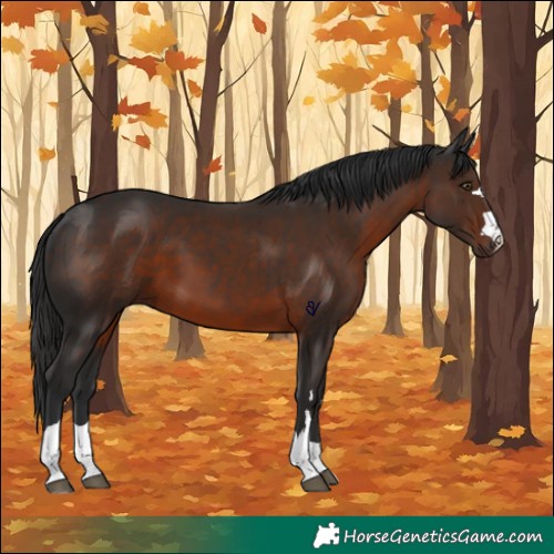 Horse Color:Liver Chestnut 