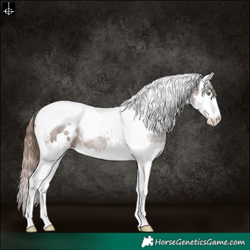 Horse Color:White Spotted Liver Chestnut Splash Tobiano Appaloosa 