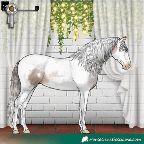 Horse Color:White Spotted Buckskin Splash Tobiano Frame Appaloosa
