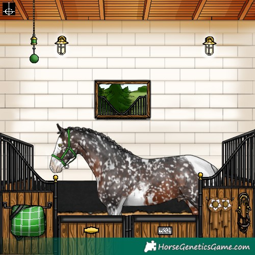 Horse Color:White Spotted Brown Splash Tobiano Appaloosa 