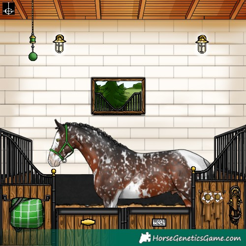Horse Color:White Spotted Brown Splash Tobiano Appaloosa