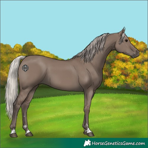 Horse Color:Silver Grullo 