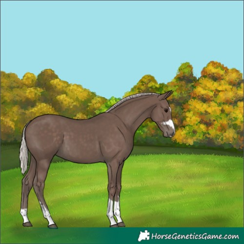 Horse Color:Silver Black 