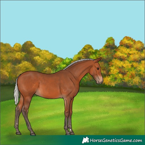 Horse Color:Silver Bay 