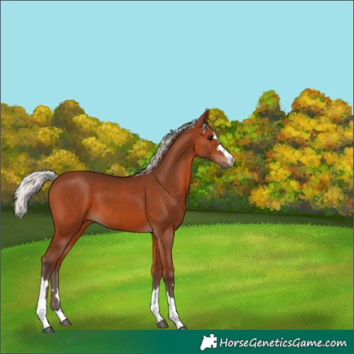 Horse Color:Silver Brown 