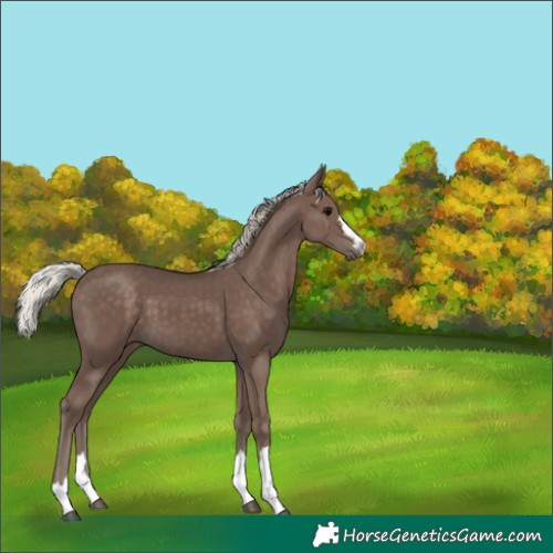 Horse Color:Silver Black 