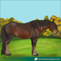Horse Color:Liver Chestnut 
