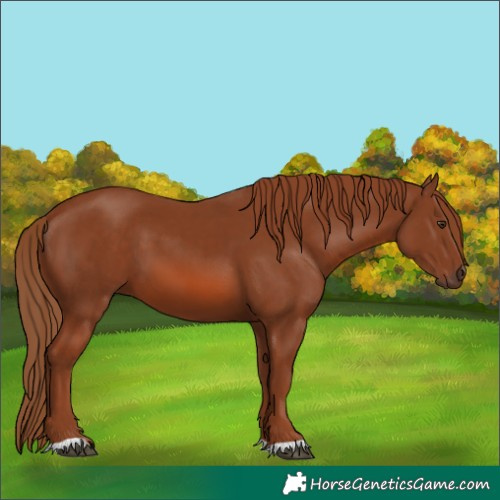 Horse Color:Chestnut 