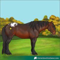 Horse Color:Brown Appaloosa 
