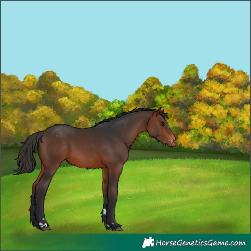 Horse Color:Brown Varnish 