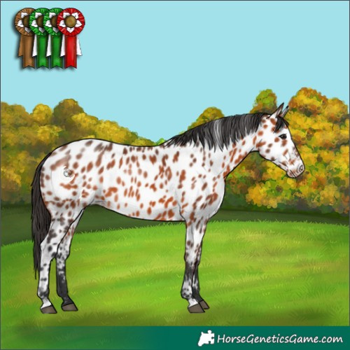 Horse Color:Bay Appaloosa 