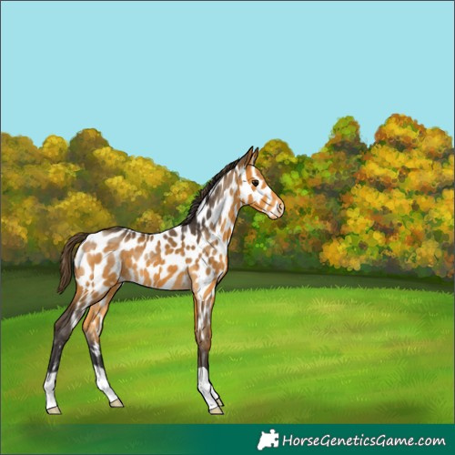 Horse Color:Buckskin Appaloosa 